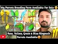 My Parrots Breeding Farm For Sale Raw Ringneck breeder Pairs