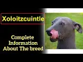 Xoloitzcuintle or Xolo aka Mexican hairless dog Pros and Cons Price How to choose Facts Care