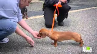 Hard Luck Dogs Get Second Chance in New Show
