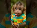 Download Lagu Baby Monkey Tried to Eat the Toy… But Magic Happened! 🪄🐒✨