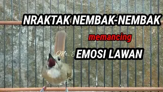 suara srdc gacor nraktak nembak isian paling cepat menaikkan emosi lawan