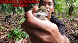 mikat burung cucak jenggot mini dapat bonus yang lain