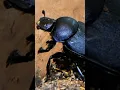 Download Lagu This TINY Beetle is cleaning the entire world │The Dung Beetle