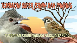 gereja tarung vs cigun yang sering digunakan masteran burung lombahan