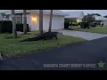 Download Lagu Large alligator saunters through Florida neighborhood
