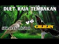 Lagu Masteran Sikatan Londo Kombinasi Cililin || Guru Vokal Terbaik Untuk Masteran Murai Batu !!