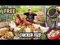 How to Feed Chickens for FREE 6 Proven Ways to Cut Feed Costs