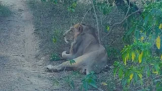 LION SAFARI IN JAIPUR || JAIPUR ZOO VLOG || JAIPUR TIGER SAFARI