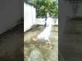 Download Lagu mujhe dil ka rog laga ke