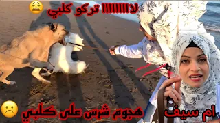 هجوم الكلاب على كلب ام سيف   خفت كتير دندنها