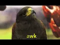 BIRDS Names and Sounds - Learn Bird Species in English