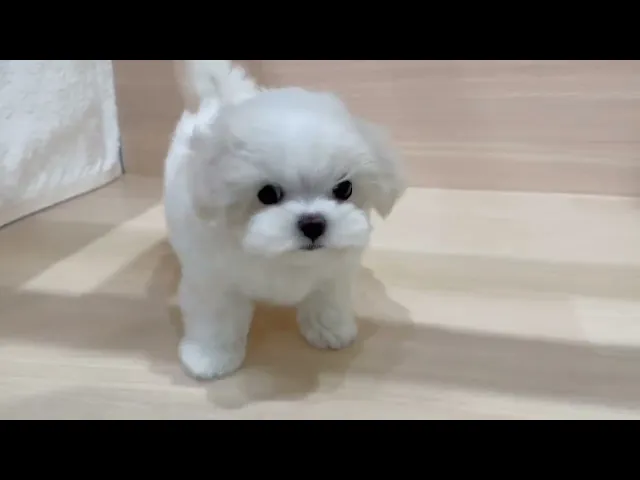 動画