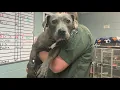 With costs of vet care going up families turn to economic euthanasia