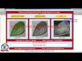 Potato Leaf Disease Prediction Using Image Processing With Source Code Potato Leaf Disease Detection