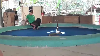 atraksi kobra di thailand