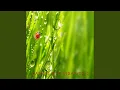 Download Lagu Salmo 8