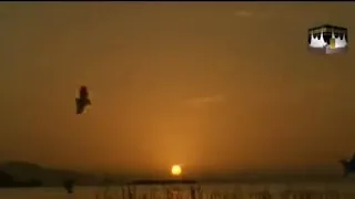 نشيد  يا حمام البيت دندنها
