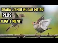 Download Lagu Masteran burung gereja tarung || materi mewah jernih mudah ditiru