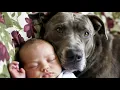 Download Lagu 80 Pound PITBULL Shocks Family When Baby Takes First Steps ❤️