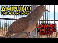 Download Lagu MANTAP!! PANCINGAN PERKUTUT BANGKOK SUPAYA BUNYI BIKIN PERKUTUT BANGKOK CEPAT GACOR 