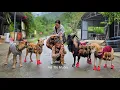 Download Lagu Vietnamese girl with dog and goat digs cassava to sell at market - ha thi muon