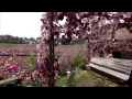 Tomorrowland 2013 - Axwell (full set)