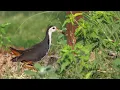 Download Lagu |WHITE BREASTED WATER HEN| CALL SOUND@hmetv5490