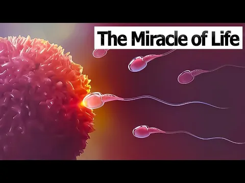 Download MP3 CONCEPTION TO FETUS | The Miracle of Life | Medical 3D Animation of Conception/Fertilization