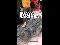Lagu Video Virall,  Buaya Raksasa yang Meresahkan Warga Berhasil Ditangkap
