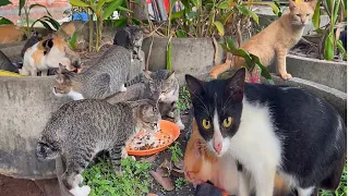 Bring food to abandoned cats and dogs in public places. Animals in need of rescue.