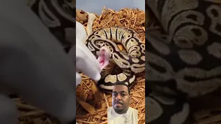 Does a ball python bite hurt