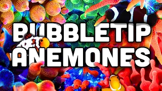 Bubble Tip Anemones EVERYTHING You Need to Know Coral Care Guide