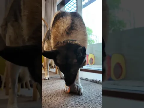Ton chien aussi a une peluche préférée ?