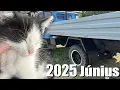 Download Lagu Múlt hónapban...... CICA! - 2025 Június