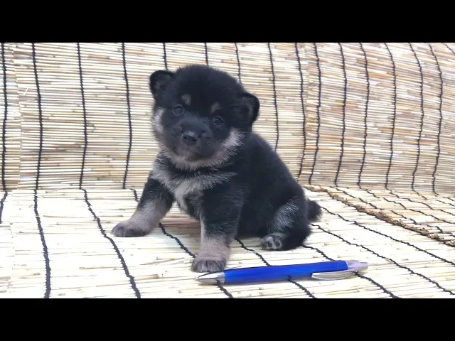 動画