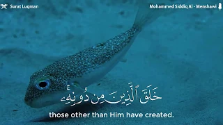 هذا خلق الله    محمد صديق المنشاوي دندنها