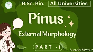 Pinus External morphology of Pinus B Sc bio by Surabhi ma am