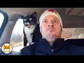 Download Lagu Living With a Cat Is Pure Comedy 😂 Funny Cats Compilation