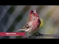 Learn 15 Common Birds & Songs!