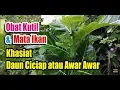Khasiat Getah Daun Ciciap atau Awar Awar Untuk Menghilangkan Kutil dan Mata Ikan