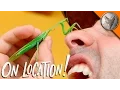 Mantis Karate Chops My Nose
