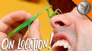 Mantis Karate Chops My Nose