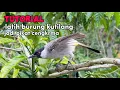 Download Lagu TUTORIAL latih burung kutilang jadi pikat cengkram #bolang