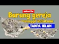 Download Lagu MASTERAN BURUNG GEREJA MEMANGGIL INDUKNYA COCOK BUAT MIKAT