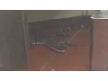 Man Arrested For Tossing Alligator Through Wendy s Drive Thru