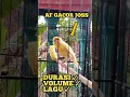 Kenari Gacor Durasi 30 detik volume keras #kenarigacor #masterankenari