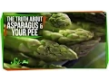 The Truth About Asparagus and Your Pee