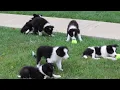 Border Collie Puppies For Sale