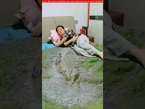 আমার বিছানায় এরা কারা 😲🥱