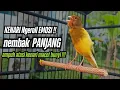 Masteran Kenari Cuit CUIT GACOR PANJANG !! Masteran Kenari PAUD dan Pancingan Kenari MACET BUNYI